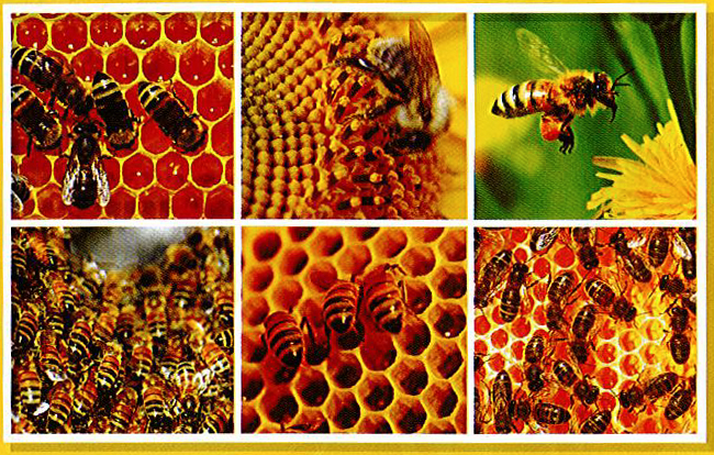 PHHP Phyto Royal Jelly